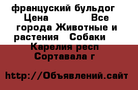 француский бульдог › Цена ­ 40 000 - Все города Животные и растения » Собаки   . Карелия респ.,Сортавала г.